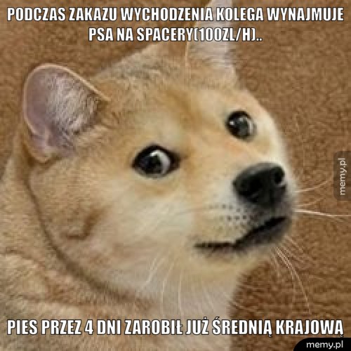 Podczas zakazu wychodzenia kolega wynajmuje psa na spacery(100zl/h)..  Pies przez 4 dni zarobił już średnią krajową