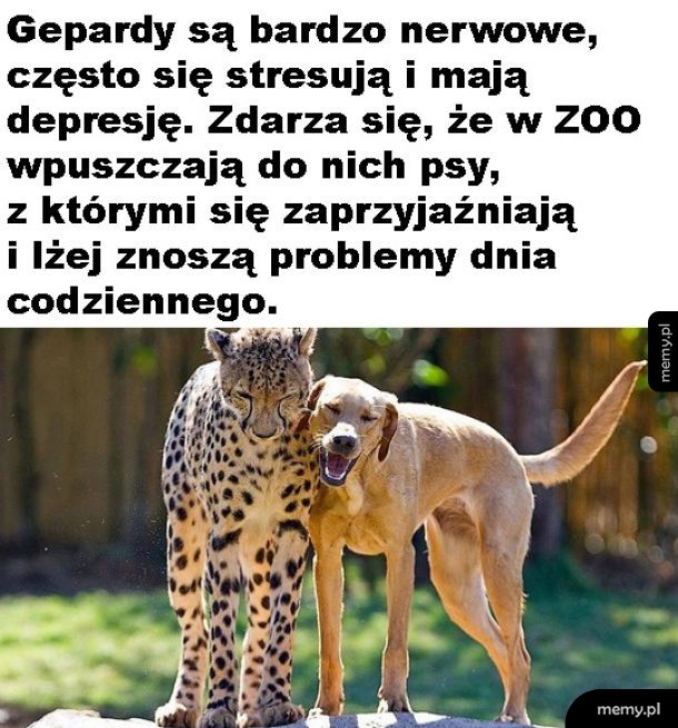 Kumpel dla geparda