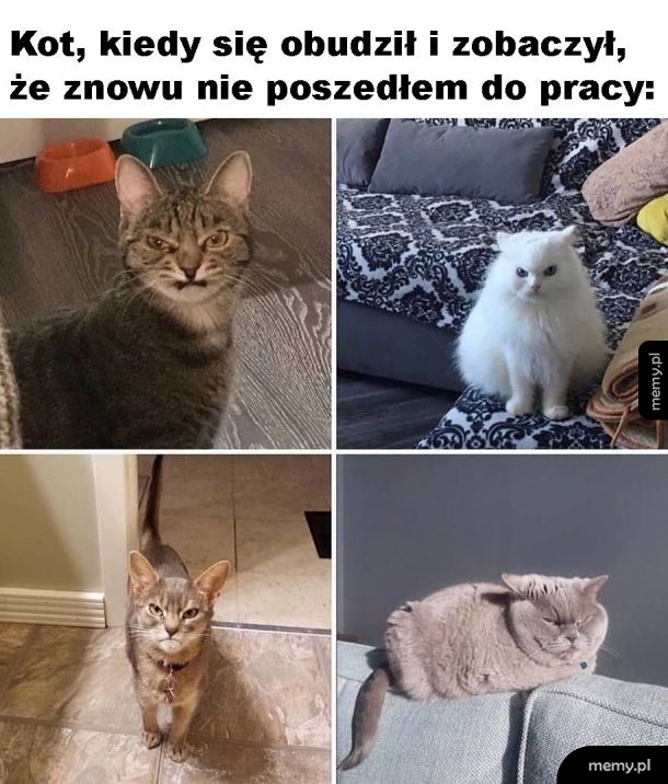 Niezadowolony kitku