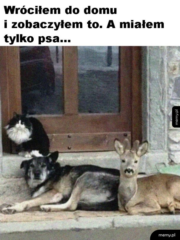 Zaprzyjaźnili się