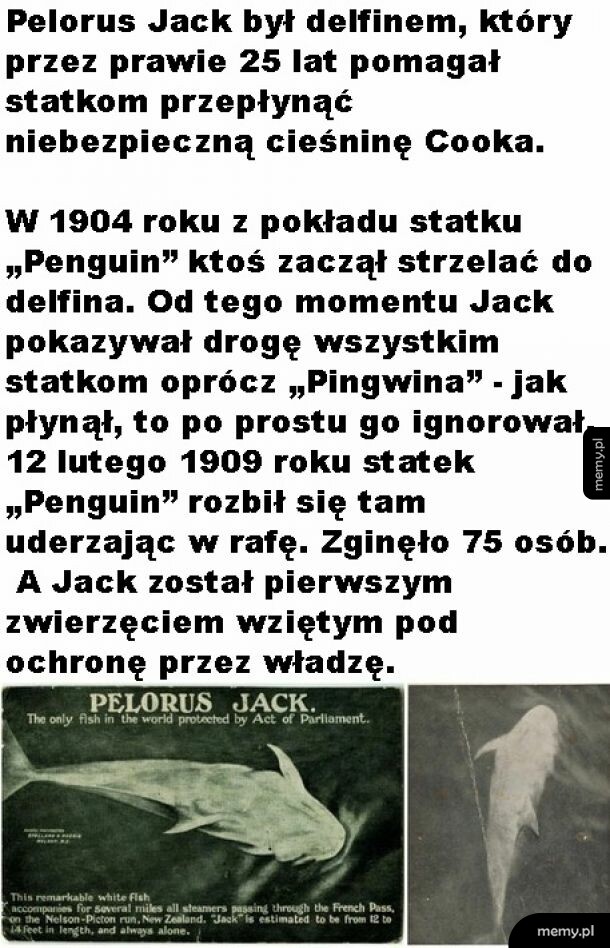 Ogarnięty delfin
