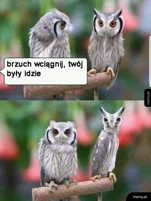 Brzuch