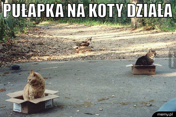 Pułapka na koty