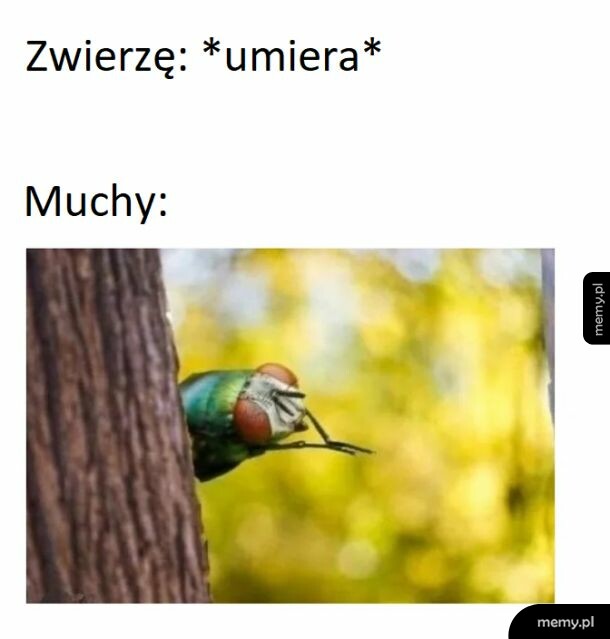 Muchy