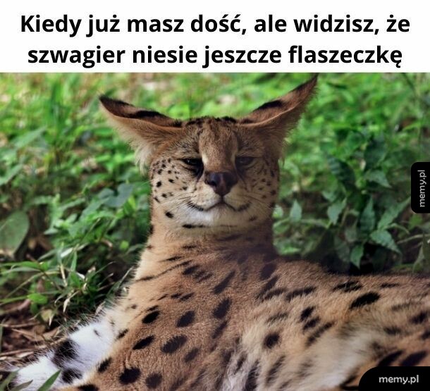 Pyszota
