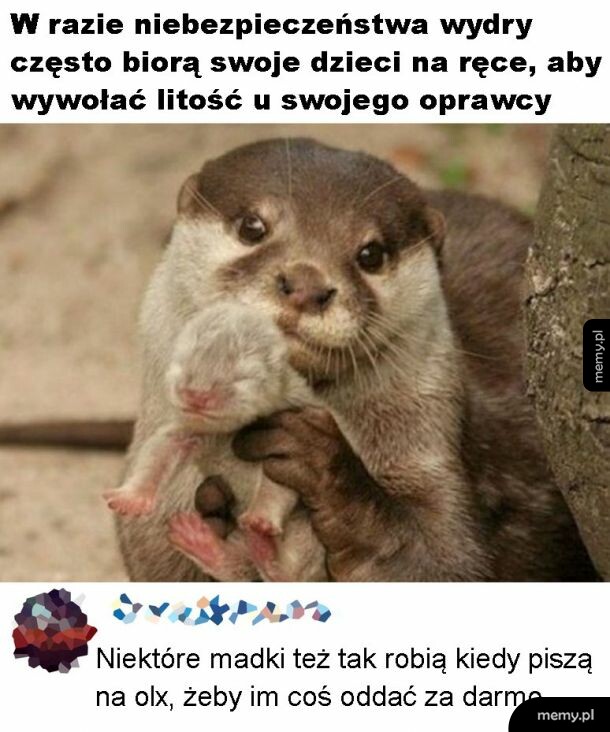 Madki na olx