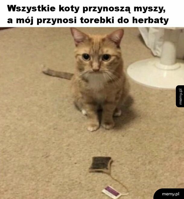 Słodki kotek