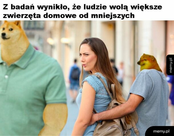 Zwierzęta domowe