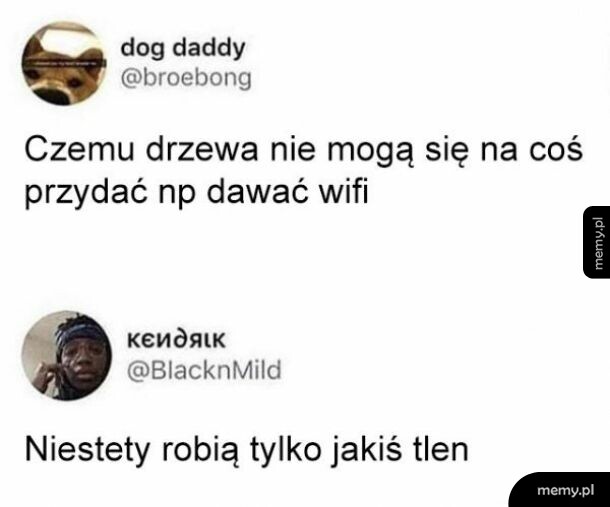 Drzewa