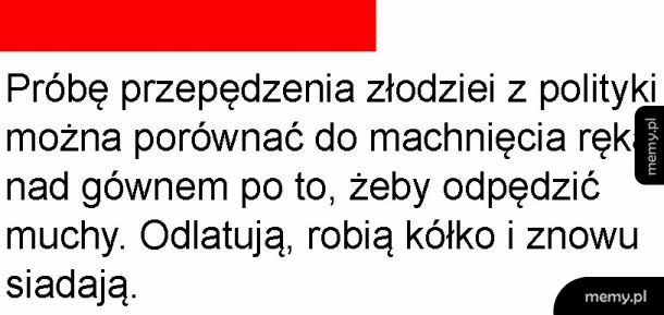 Muchy i politycy