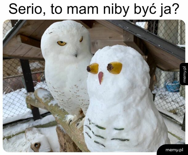 Sówka