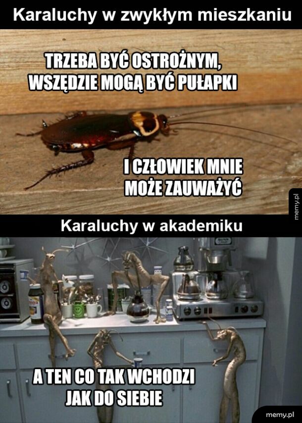 Karaluchy w mieszkaniu