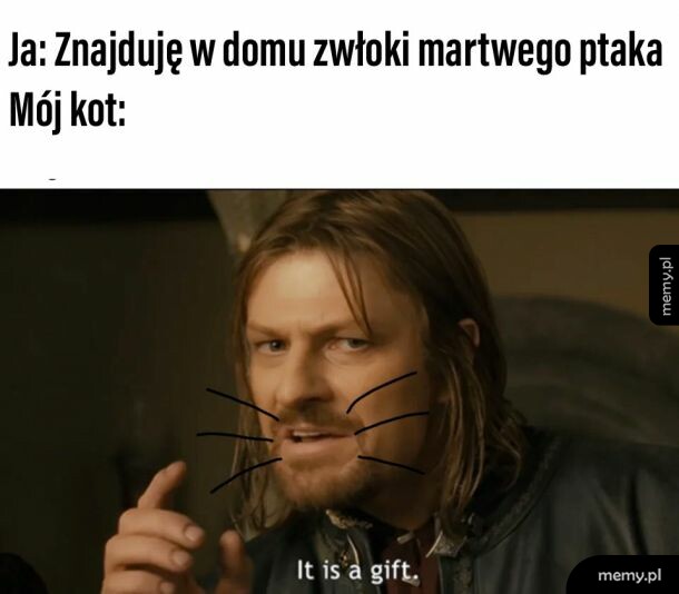 Ciekawe, co koty myślą, jak przynosi się kurczaka na obiad?