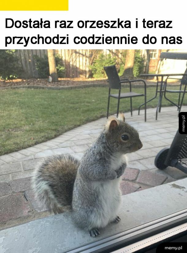 Nowe zwierzątko