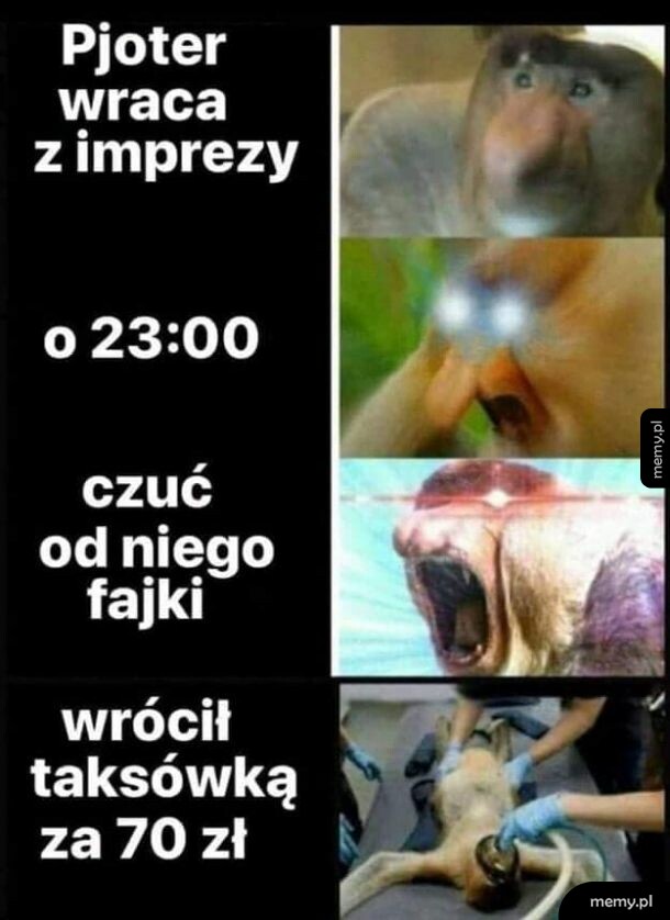 Przecie autobusy som!