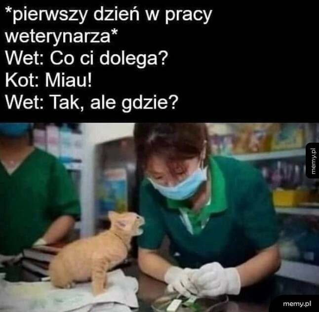 Praca weterynarza
