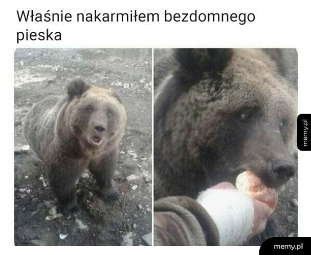 Bezdomny piesek