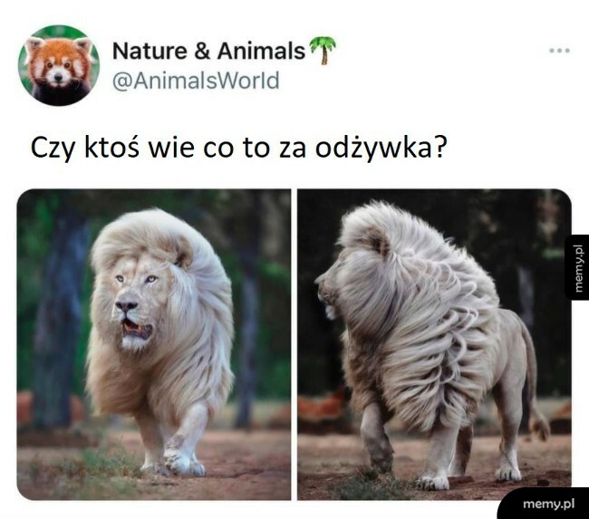 Na pewno dobra