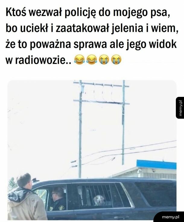 Aresztowanie piesełka
