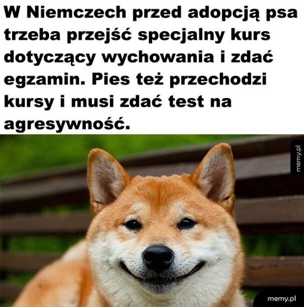 Ciekawostka