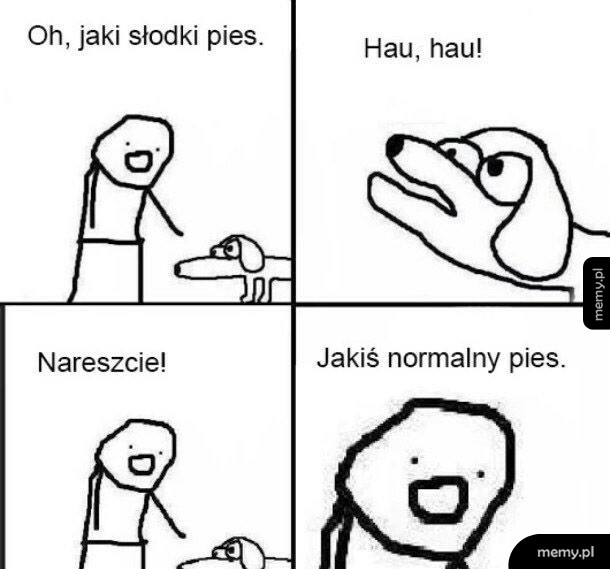 W końcu normalny pies