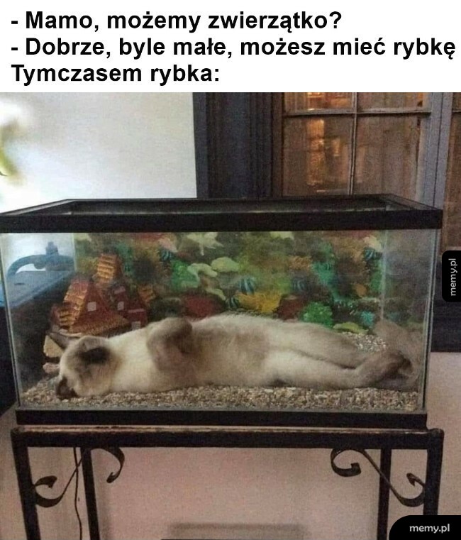 Fajna ta rybka