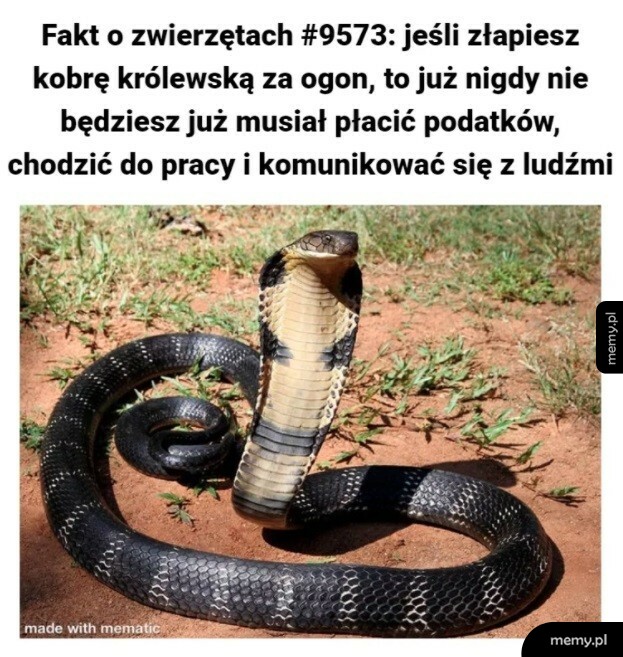 Fakt o zwierzętach