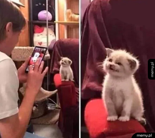 No i kto jest dobrym kotkiem?