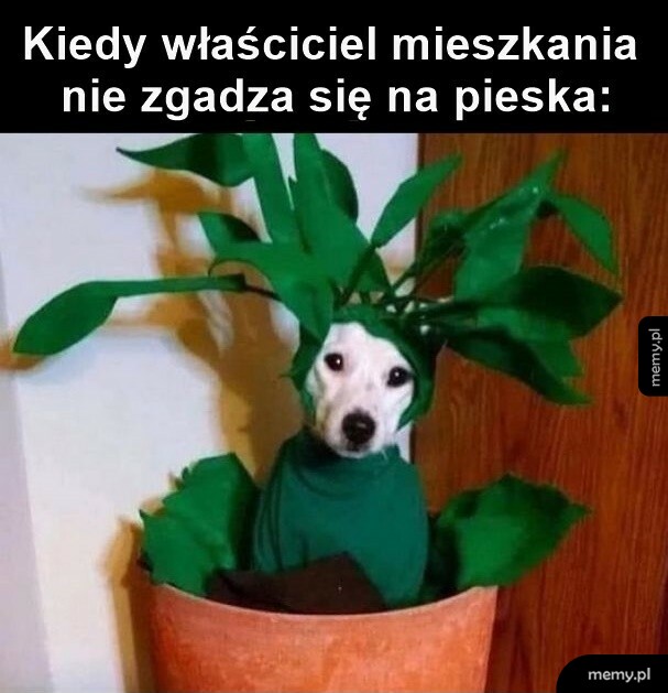 Sposobem