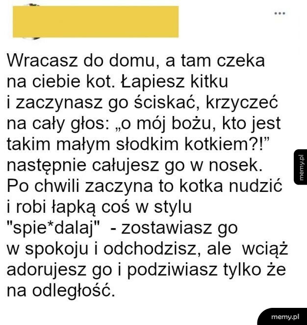 Powrót do domu, kiedy masz kota