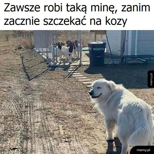 Nikczemny piesek
