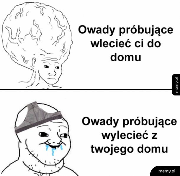 Owady