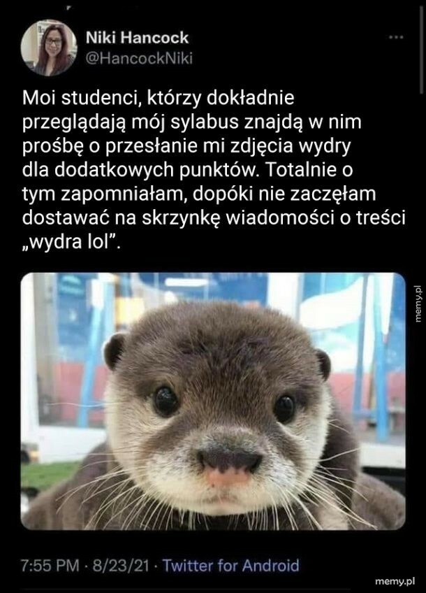 Zdjęcie wydry