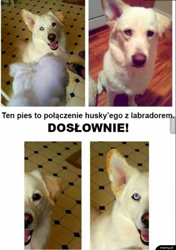 Świetny piesek
