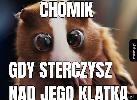 Chomik  Gdy sterczysz nad jego klatką
