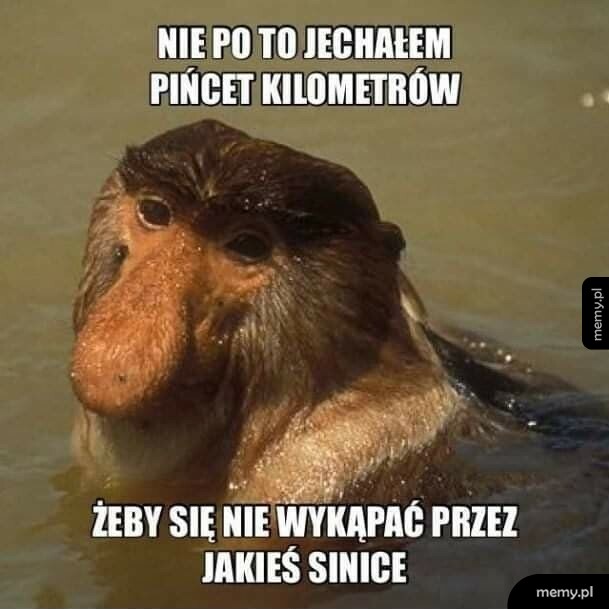 Sinice