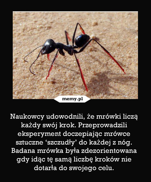 Experyment