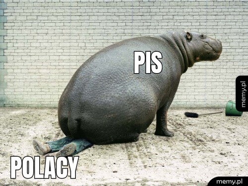 PiS Polacy