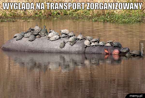 Transport zorganizowany.