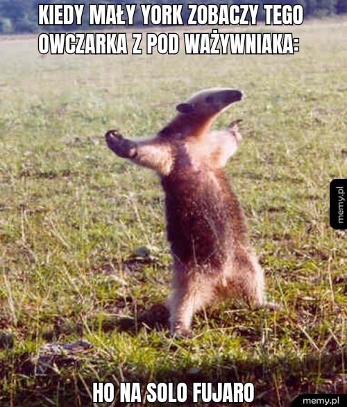 Psy z somsiedztwa be like