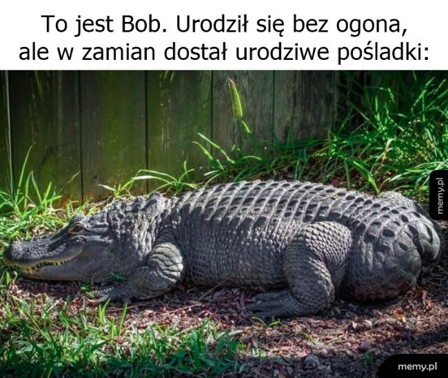Bob
