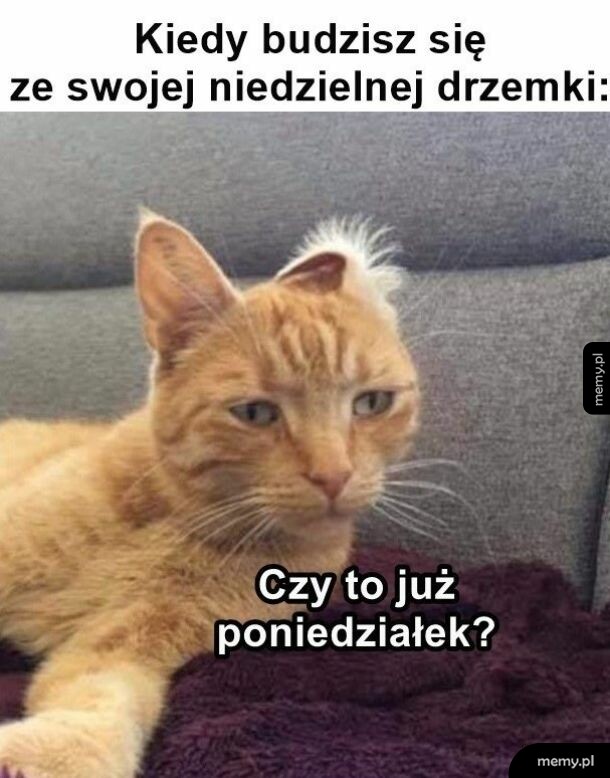 Zdezorientowany rudy kot leżący na kanapie po drzemce.