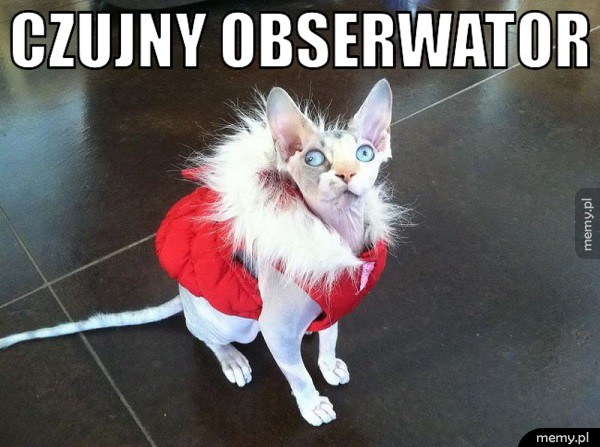 Czujny obserwator.