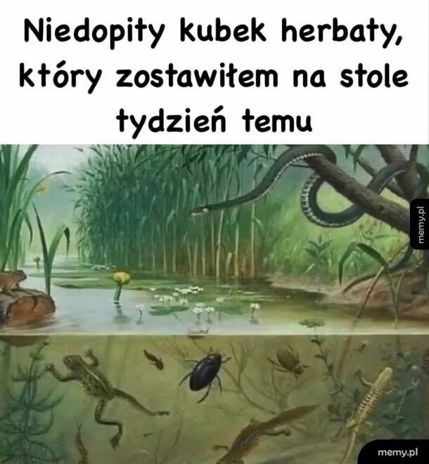 Ilustracja stawu z roślinnością i zwierzętami wodnymi