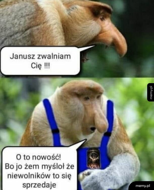 Mąka nosacz sundajski w dymkach dialogowych o zwolnieniu z pracy