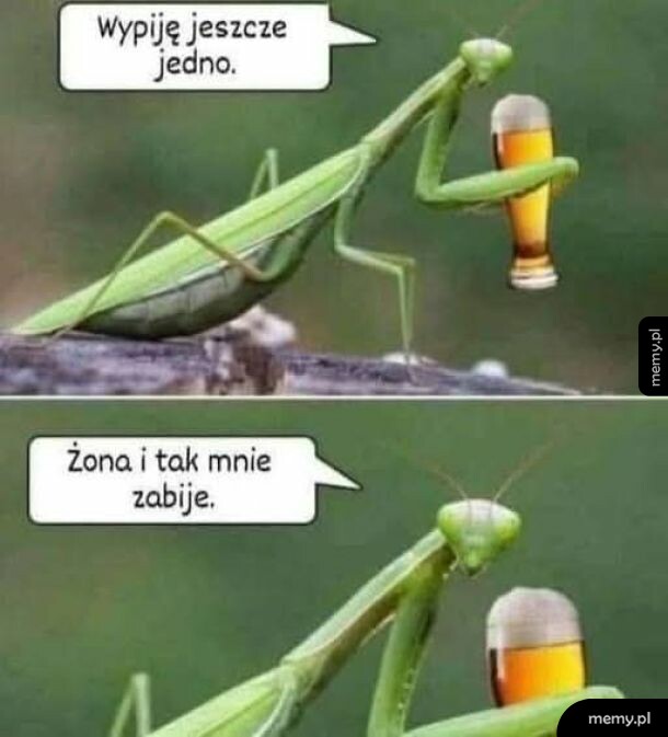 Modliszka pije piwo z kufra i rozmawia z żoną.