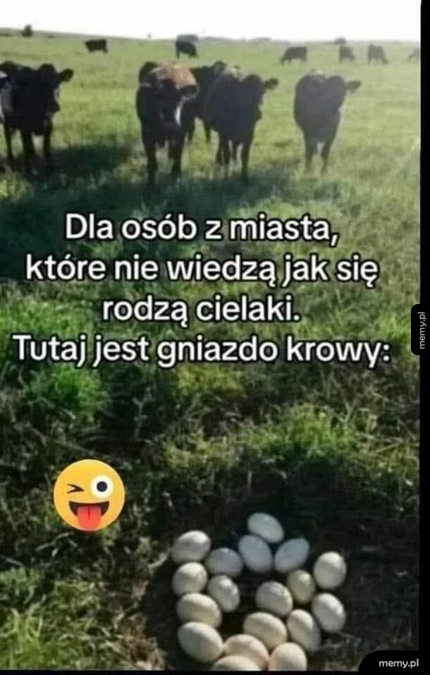 Krowy na pastwisku i gniazdo z jajami w trawie.