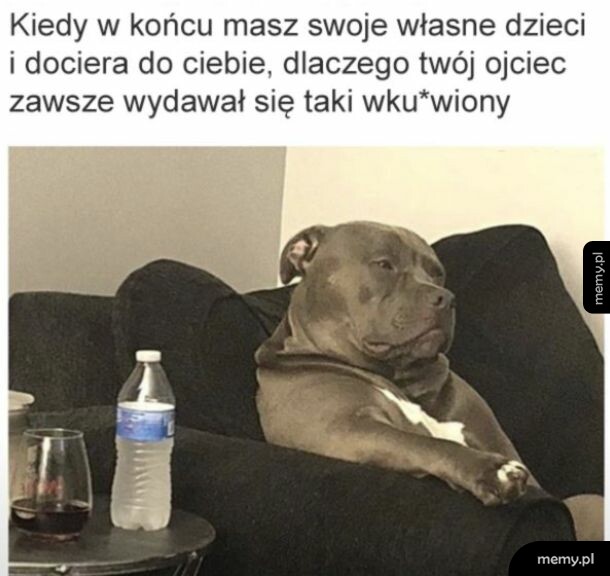 Pies siedzący na kanapie zrezygnowany i zmęczony