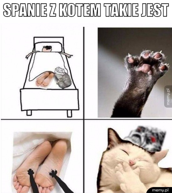 Spanie z kotem