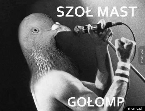 Gołomp